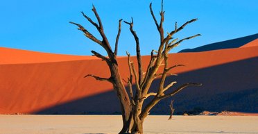 56 млн років тому рослини несподівано перестали процвітати: що сталося на Землі в цей момент