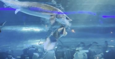 Гигантская рыба атаковала "русалку" из России в китайском аквариуме (видео)