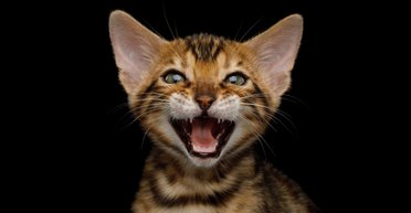 Кіт-психопат: учені створили анкету для перевірки вашого домашнього улюбленця