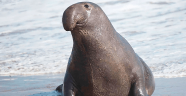 Отдыхает в ледяной "ванне": украинские полярники показали огромного морского слоненка (видео)