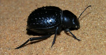 Пустынные жуки подкупают самок оральным сексом, чтобы спариться, — исследование