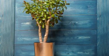 Грошове дерево: що потрібно знати про товстянку, що приваблює в дім фінансовий добробут