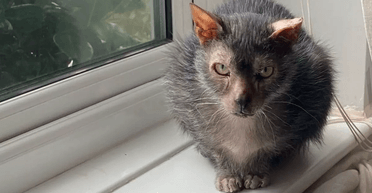 "Кішка-перевертень": ніхто не хоче забирати додому рідкісну тварину через зовнішність (фото)