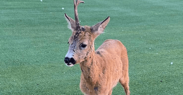 Жінка помітила крихітного "єдинорога", який спостерігав за нею (фото)