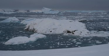 Пингвины массово покинули остров украинских полярников: что стало причиной (фото)
