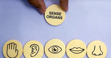 Не тільки зір, слух та інші: у людини є не 5 головних почуттів, а набагато більше