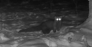 Їх вважали вимерлими: у лісах уперше за понад 150 років помітили рідкісний лісовий вид (відео)