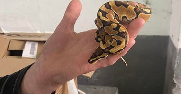 "День змей": львовские таможенники обнаружили неожиданного экзотического путешественника в багажнике автомобиля