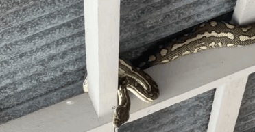 Оселився біля входу: жінку ледве не атакував пітон, який заповз на стелю веранди (відео)