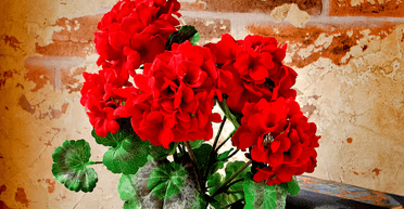 Чому не варто тримати вдома герань: причини та забобони