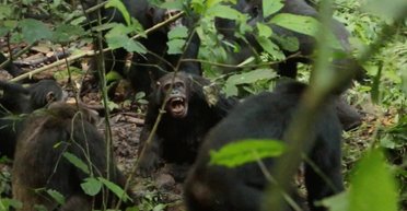 Громадянська війна спалахнула там, де не очікували: запеклий розкол помітили серед шимпанзе (відео)