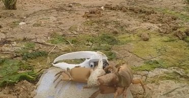 Робот-краб помахав клешнею своїм живим родичам: спроба знайомства обернулася катастрофою (відео)