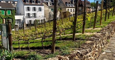 Уникальное вино из центра Парижа: на Монмартре до сих пор существует тайный виноградник