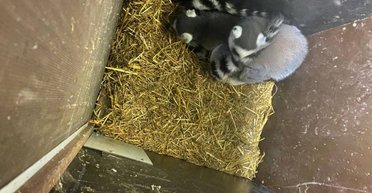 Пухнаста контрабанда: поляк хотів незаконно вивезти з України мадагаскарських лемурів (фото)