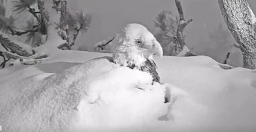 Білоголовий орлан захищає пташенят від снігу та вітру в 240 км/год: показано рідкісні кадри (відео)