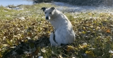 Пройшла 965 кілометрів: зниклий собака знайшовся через 4 роки (відео)