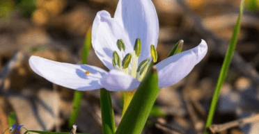 В Украине посреди зимы расцвело уникальное растение, которое входит в Красную книгу (фото)