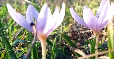 Уникальное зимнее явление: в Украине расцвел редкий цветок (фото)