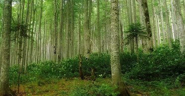 Майже за Толкієном. Як українці можуть врятувати проліски та захистити букові ліси Карпат