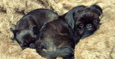 Власник забрав наймиліше цуценя з виводка: тепер інтернет сміється з того, що виросло