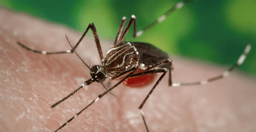 Комары захватывают Землю: насекомые появились в последней стране в мире, где их раньше не было