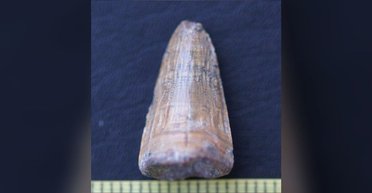 Виявлено рештки останнього відомого крокодила в Європі: він жив 4,5 млн років тому (фото)