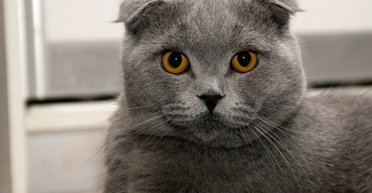 Красота требует жертв! Как разведение породистых кошек повлияло на их здоровье - ученые