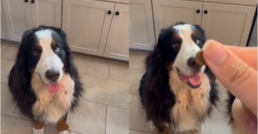 "Он особенный": пес озадачил всех бесплодными попытками выучить простой трюк (видео)