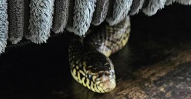 "Під диваном стирчала голова": родина виявила у своєму будинку справжню змію (фото)