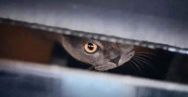 Женщина потеряла работу из-за кота, который отправил за нее заявление об увольнении