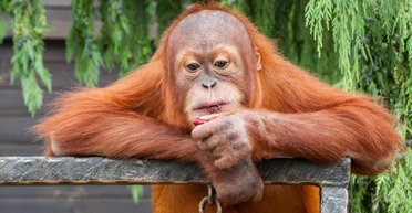 Лемур Байрактар і телятко Джавелін. Як живуть зоопарки України під час війни