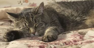 "Вона не мати": кішка народила двох кошенят, але є одна проблема (фото)