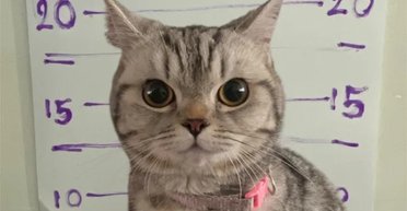 Кішка опинилася "за ґратами": поліцейські зняли відбитки лап і зробили фото