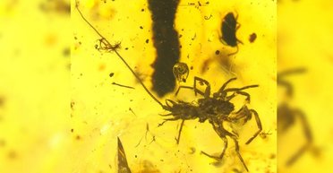 Древние предки пауков были страннее, чем считалось: еще 100 млн лет назад у них был хвост (фото)