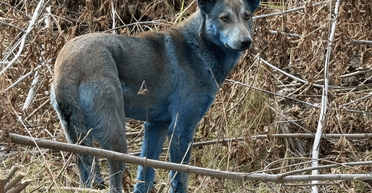 Проверка фактов: собаки с синей шерстью в Чернобыле стали предметом дискуссии (фото, видео)