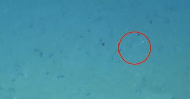 Ховає голову в пісок на глибині 4100 метрів: в океані знайшли дуже дивну істоту (відео)