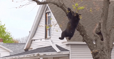 Висел на дереве четыре часа: медведя спасли после звонка очевидцев (видео)