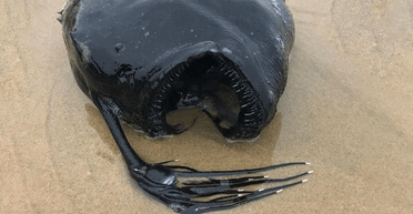 Морской черт. На берег Калифорнии выбросило причудливую рыбу