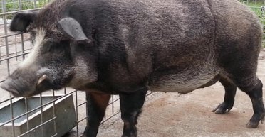 15-річний експеримент у Фукусімі: гібриди переписують геноми диких тварин