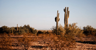 "Засекречені військові кущі": дивний знімок з Google-карт вразив людей у соцмережах (фото)