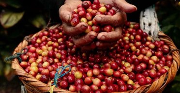 Глобальний дефіцит кави: чому торгівля практично зупинилася, — Reuters