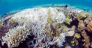 Ученые обнаружили термостойкие кораллы