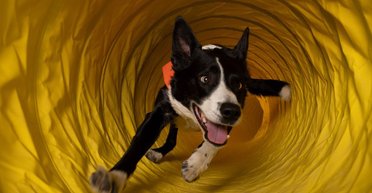 Тренировки по аджилити для всех пород собак: бесплатная инициатива от Pawwer