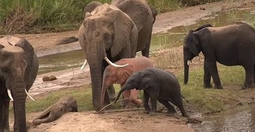 Все, как у людей: исследования установили, что слоны оплакивают и хоронят своих мертвых