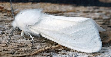 Уже в чотирьох областях: урожай в Україні атакує нова напасть