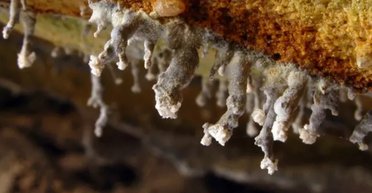 Життя може існувати без світла Сонця: живі організми отримують енергію інакше