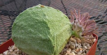 Рідкісні та дуже незвичайні: топ кімнатних рослин, про які мріють квітникарі (фото, відео)