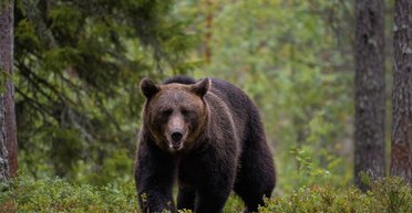"Ночной вор": медведь попал на камеры во время странной кражи (видео)