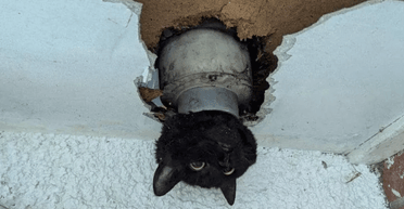 Очаровательная черная кошка, застрявшая в водосточной трубе, стала звездой (фото)