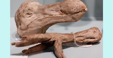 Сотни лет мясо вымершего додо считалось отвратительным — это не правда: каким был его вкус